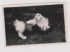 photo ancienne 🎞️ chat