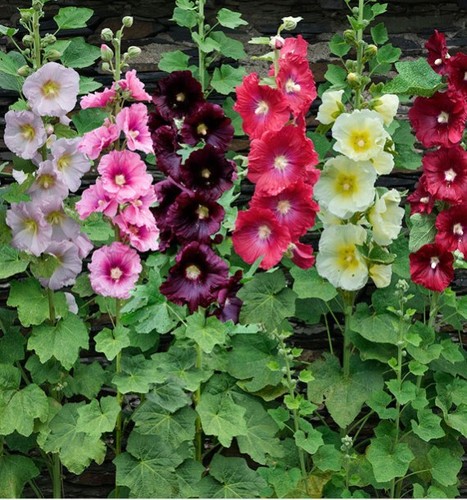 Lot graines de rose - de,