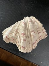 Coquillage Bénitier Vide