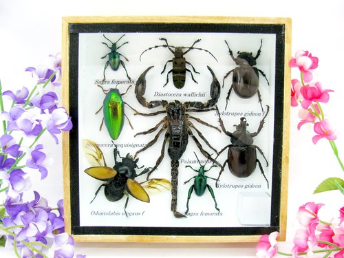 Insectes exotiques réel - insectes,