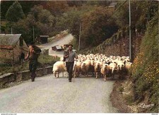 Animaux - Moutons - Pyrénées