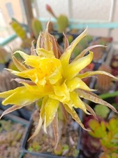 Cactus, plantes grasses