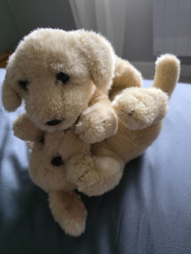 Chiens chiots labrador - chiens,