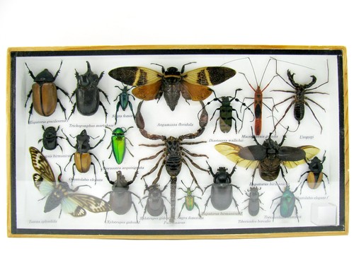 Insectes exotiques réel - 3d,