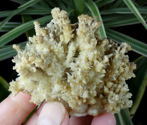 Aragonite salsigne 5x5 - salsigne, 6.5x5.5cm