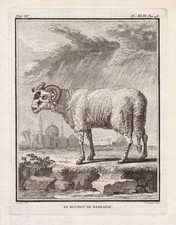 Mouton Sheep Widder Schaf