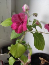 Impatiente d'intérieur Goutte-De-Sang Marie-Louise/ Buveuse-d'eau Rose-Foushia