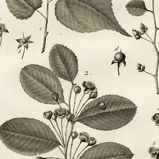 Pierre-Joseph Redouté