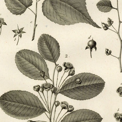 Pierre joseph redouté - pierre-joseph,