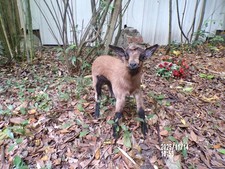 agneau lamb Lamm chevreau bébé  naturalisé taxidermie  curiosité  n° 10