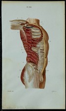 1852 - Planche anatomie
