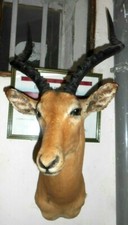tete  TROPHÉE IMPALA  TAXIDERMIE  chasse INSOLITE CURIOSITÉ DECO taxidermy