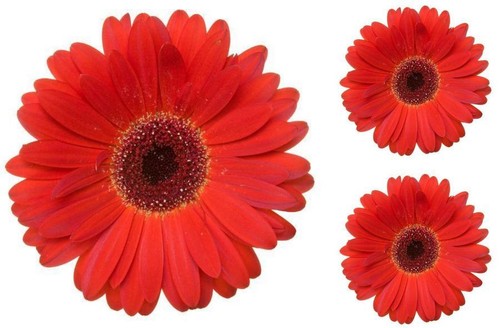 Set autocollant sticker - 3x,