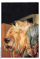 Bfp1 1009 chien - cd-bfp1-1009-chien,