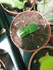 Gasteria Variegata Plante