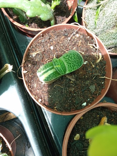 Gasteria variegata plante - variegata,