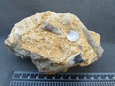 Belemnite, Fossiles France