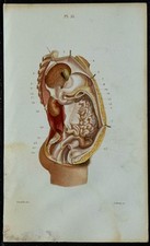 1852 - Planche anatomie Splanchnologie : Péritoine cavité abdominale - Médecine