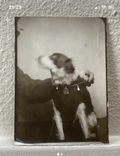 Photomaton photo chien - photomaton, dog