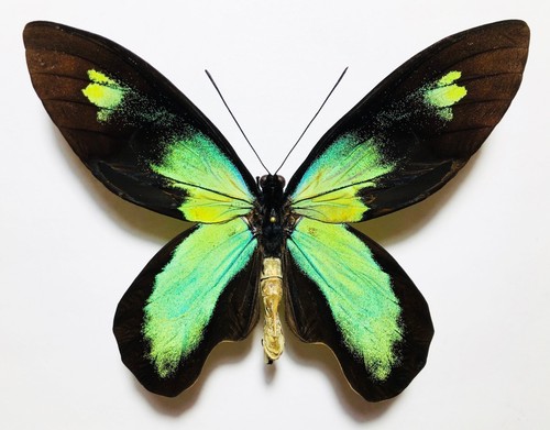 Amazing blueish ornithoptera - amazing,