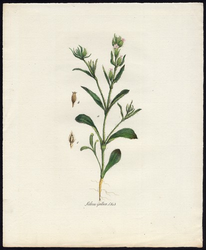 Antique print silene - antique, print-silene