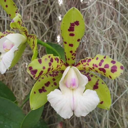 Cattleya yns green leopard - cattleya,