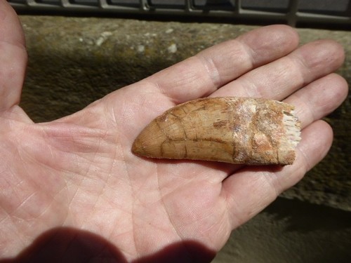 Dent fossilisee - dent, de