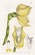 Anguloa Clowesii Colombie