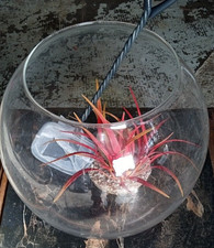 vend aquarium boule en verre H 22 CM 23 CM DE DIAMETRE