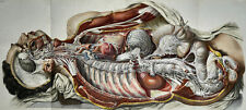 BOURGERY JACOB ANATOMIE 1844