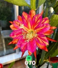 [RARE] Epiphyllum 070 -