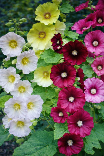 100 graines rose - graines,