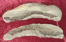 Vinctifer Comptoni Naturalis