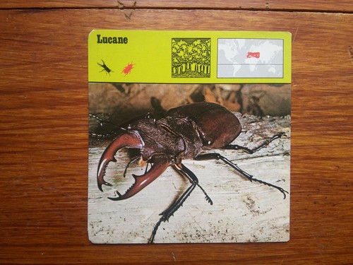 Lucane lucanus cervus carte - lucane,