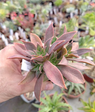 Aeonium leucoblepharum big