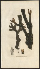 1802 Gravure aquarellée