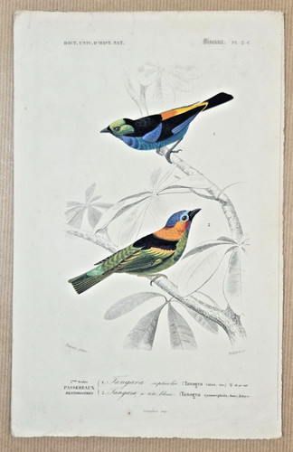 Gravure coloriée oiseaux - coloriée,