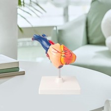 Structure du modèle de cœur