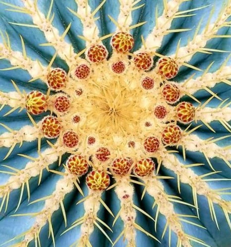 Ferocactus glaucescens 1000