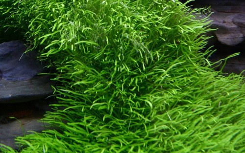 Plante aquarium - plante, d’aquarium