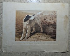 Setter Anglais / Imprimerie