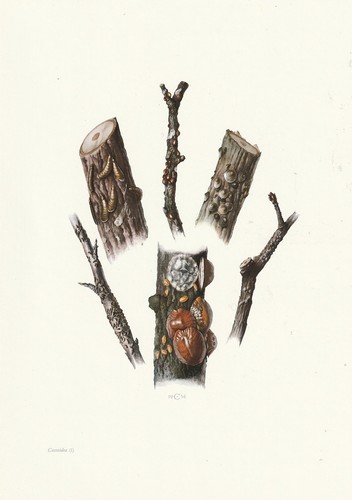 Planche histoire naturelle - planche,