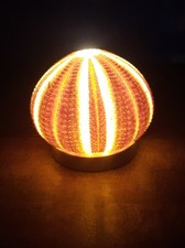 curiosité , taxidermie