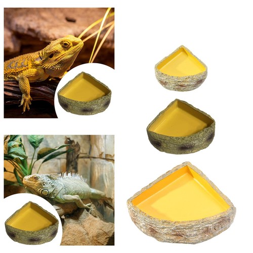 Reptile dish tank - reptile,