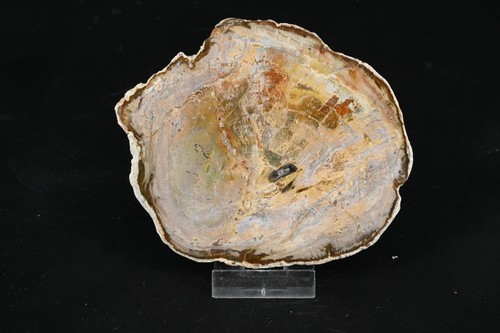 Bois petrifié madagascar - petrifié,