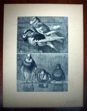 LE PIGEON RAMIER; Mathurin