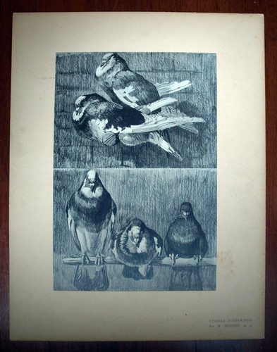 Pigeon ramier mathurin - le, ramier;