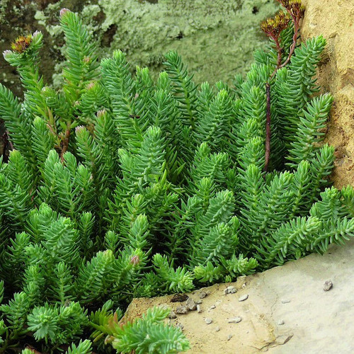 Sedum reflexum orpin - reflexum,
