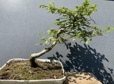 Yamadori Charme Commun Pré Bonsai Carpinus Tree Pot Bonsaitree Bonsaibaum