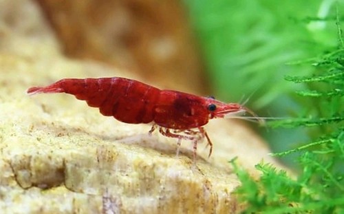 Lot crevettes - lot,